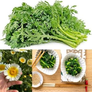 Chop suey tohumu salad shungiku yenilebilir yaprak ve çiçekler