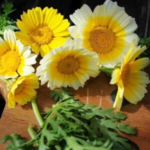 Chop suey tohumu salad shungiku yenilebilir yaprak ve çiçekler