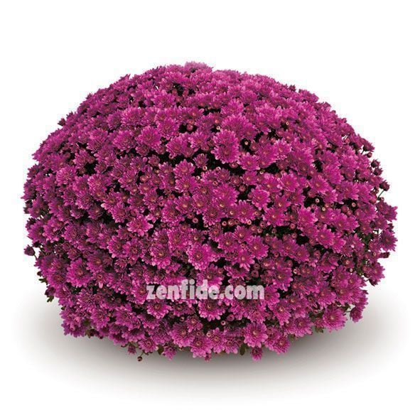 Mor kasımpatı fidesi krizantem çiçeği branperfect purple