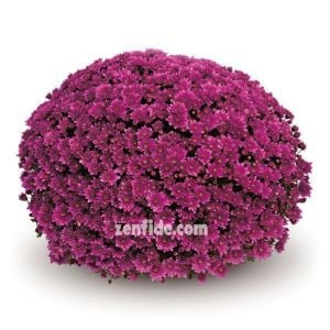Mor kasımpatı fidesi krizantem çiçeği branperfect purple