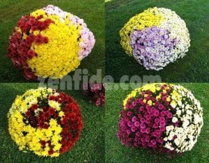 Mor kasımpatı fidesi krizantem çiçeği branperfect purple