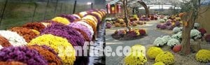 Mor kasımpatı fidesi krizantem çiçeği branperfect purple