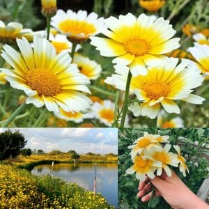 Chop suey tohumu salad shungiku yenilebilir yaprak ve çiçekler