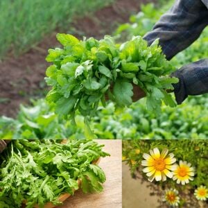 Chop suey tohumu salad shungiku yenilebilir yaprak ve çiçekler