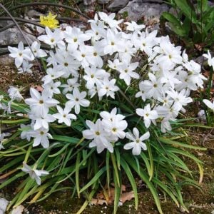 Alberto castillo ipheion soğanı kokulu 10 adet