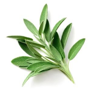 İngiliz adaçayı tohumu salvia officinalis english sage