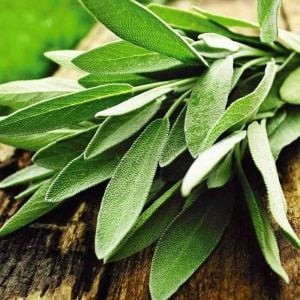 İngiliz adaçayı tohumu salvia officinalis english sage
