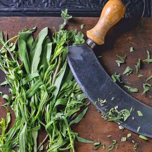 İngiliz adaçayı tohumu salvia officinalis english sage