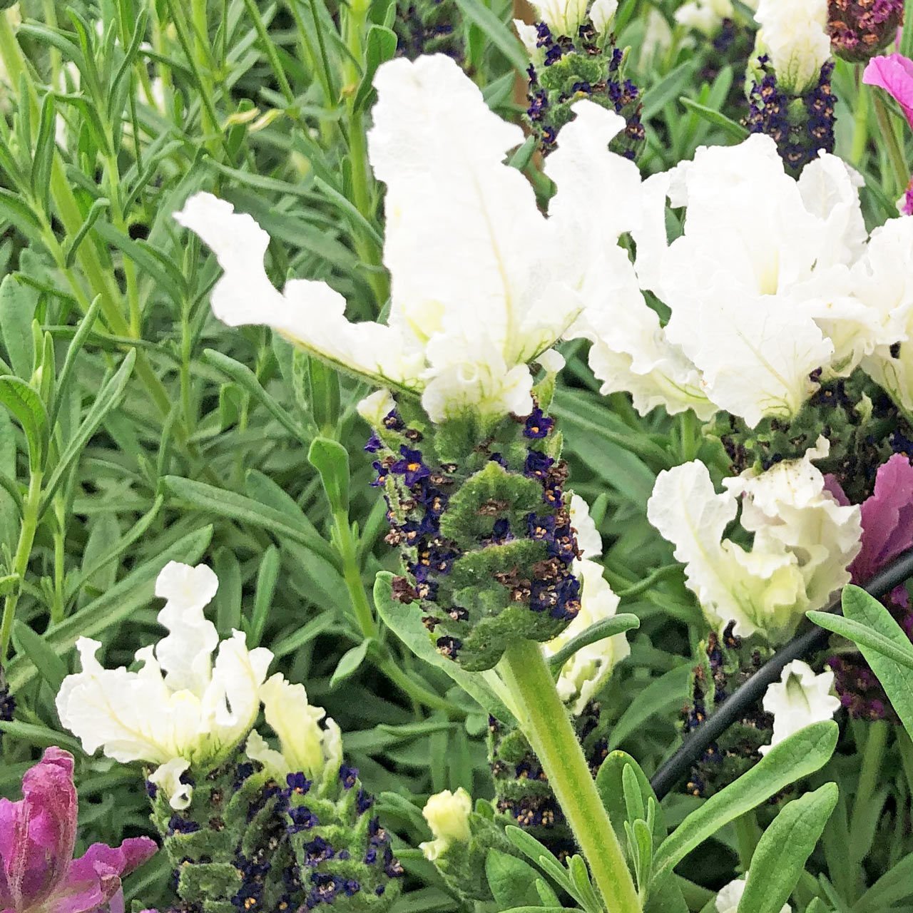 Beyaz lavanta fidesi lavandula stoechas lavita white