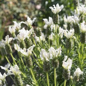 Beyaz lavanta fidesi lavandula stoechas lavita white