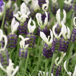Beyaz lavanta fidesi lavandula stoechas lavita white