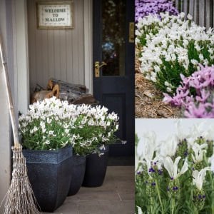 Beyaz lavanta fidesi lavandula stoechas lavita white