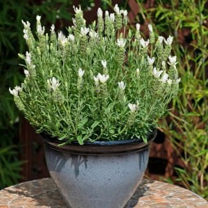 Beyaz lavanta fidesi lavandula stoechas lavita white