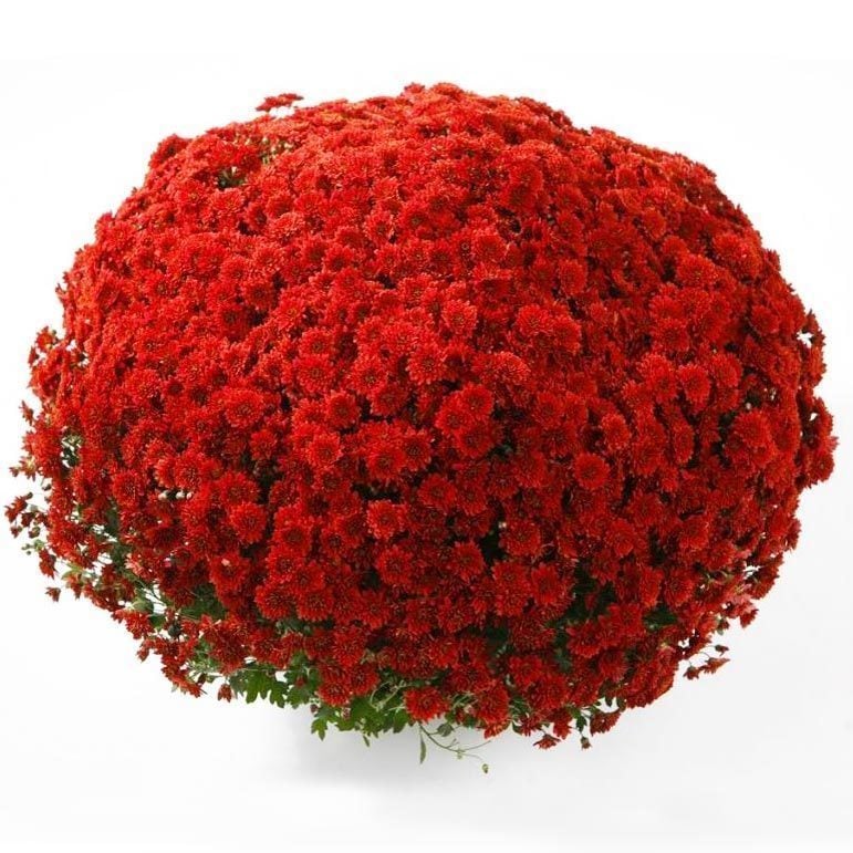 Kırmızı kasımpatı fidesi multiflora brandevil chrysanthemum
