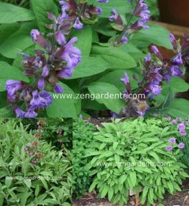 İngiliz adaçayı tohumu salvia officinalis english sage