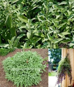 İngiliz adaçayı tohumu salvia officinalis english sage