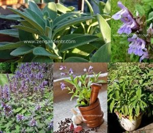 İngiliz adaçayı tohumu salvia officinalis english sage