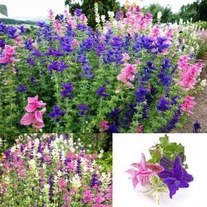 Boyalı adaçayı tohumu rengarenk yapraklı karışım salvia horminum