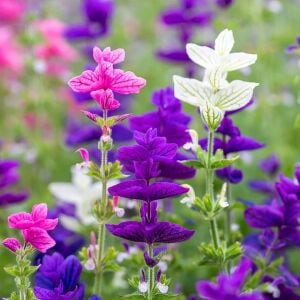 Boyalı adaçayı tohumu rengarenk yapraklı karışım salvia horminum