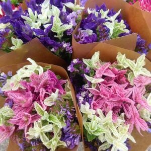 Boyalı adaçayı tohumu rengarenk yapraklı karışım salvia horminum