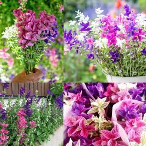 Boyalı adaçayı tohumu rengarenk yapraklı karışım salvia horminum