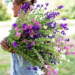 Boyalı adaçayı tohumu rengarenk yapraklı karışım salvia horminum