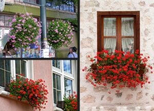 Ville de Paris Brillant sarkan sakız sardunya fidesi ithal
