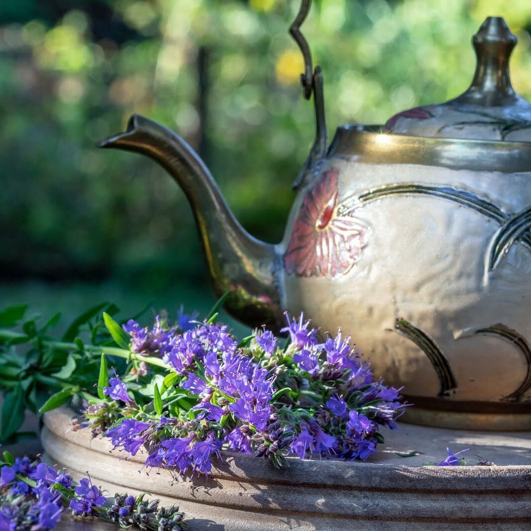 Zufaotu tohumu hyssopus officinalis blue hyssop