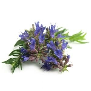 Zufaotu tohumu hyssopus officinalis blue hyssop