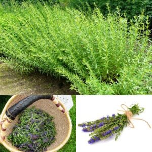 Zufaotu tohumu hyssopus officinalis blue hyssop