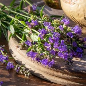 Zufaotu tohumu hyssopus officinalis blue hyssop