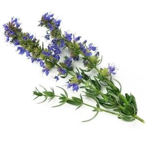 Zufaotu tohumu hyssopus officinalis blue hyssop