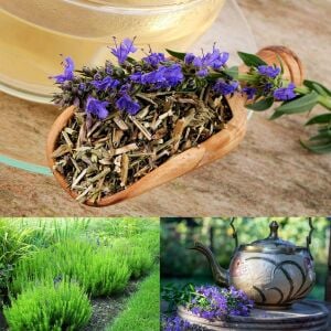 Zufaotu tohumu hyssopus officinalis blue hyssop