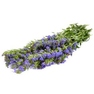 Zufaotu tohumu hyssopus officinalis blue hyssop