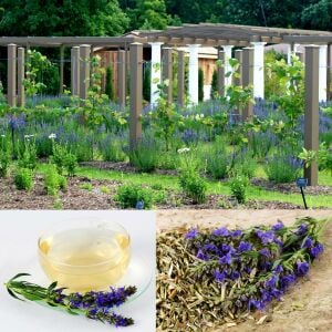 Zufaotu tohumu hyssopus officinalis blue hyssop