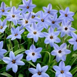 Wisley blue ipheion soğanı kokulu 10 adet