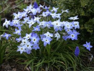 Wisley blue ipheion soğanı kokulu 10 adet