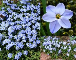 Wisley blue ipheion soğanı kokulu 10 adet