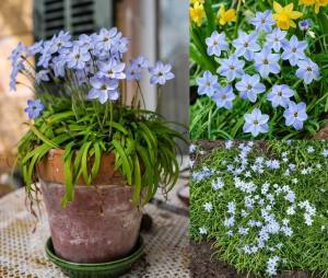 Wisley blue ipheion soğanı kokulu 10 adet