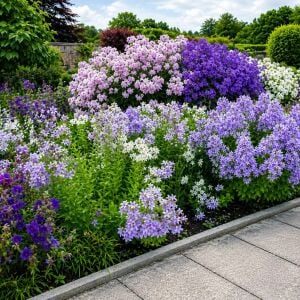 Campanula tohumu yeni hibrit karışım lactiflora