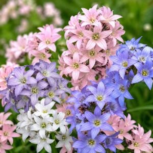 Campanula tohumu yeni hibrit karışım lactiflora