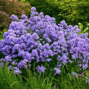 Campanula tohumu yeni hibrit karışım lactiflora