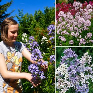 Campanula tohumu yeni hibrit karışım lactiflora