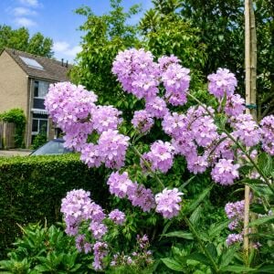 Campanula tohumu yeni hibrit karışım lactiflora