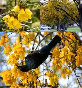 Sarı çiçekli Japon mabet ağacı fidanı Sophora microphylla