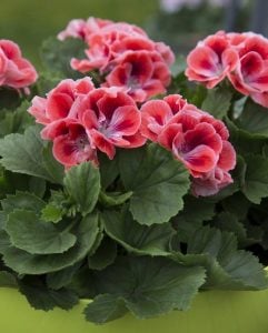 Mandarin canan sardunya fidesi pelargonium ceylan gözü