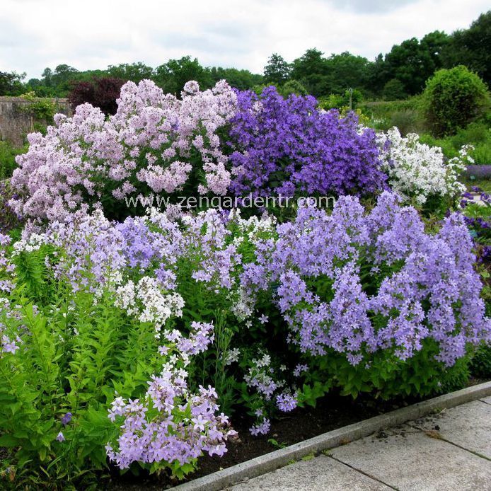 Campanula tohumu yeni hibrit karışım lactiflora