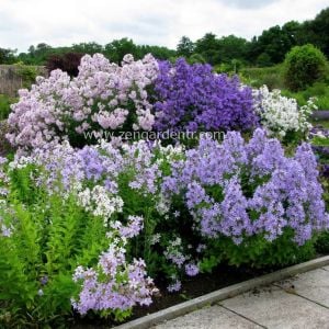Campanula tohumu yeni hibrit karışım lactiflora
