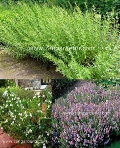 Beyaz zufaotu tohumu hyssopus officinalis white hyssop