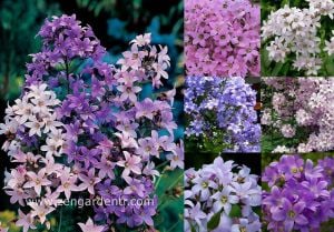 Campanula tohumu yeni hibrit karışım lactiflora